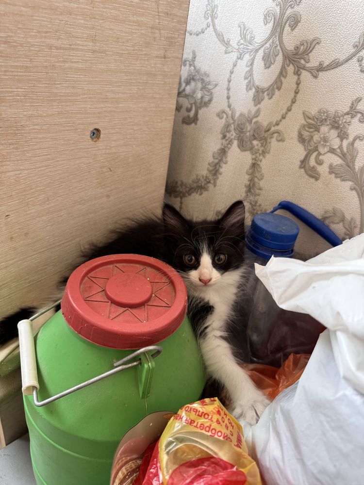 Котенки бесплатно