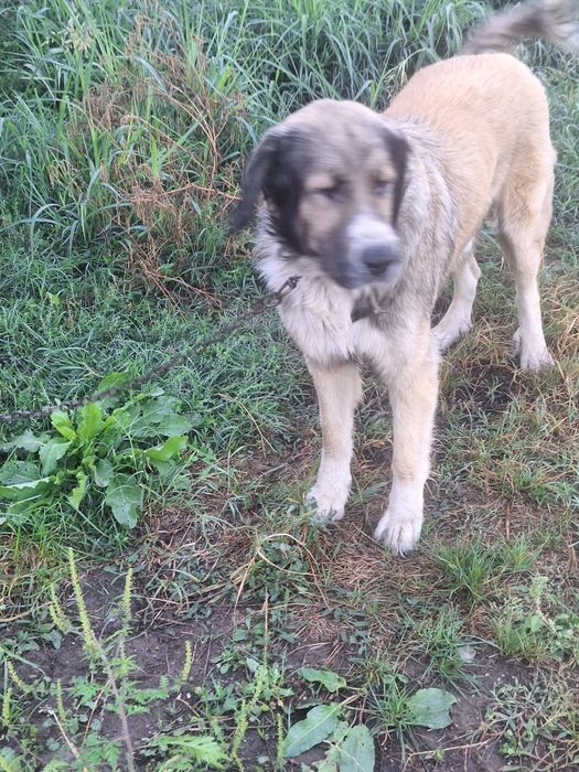 Donez ciine ciobanesc de bucovina
