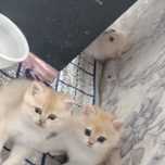 Продаются котята