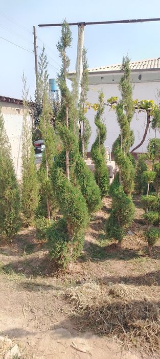 Manzaralari archalar