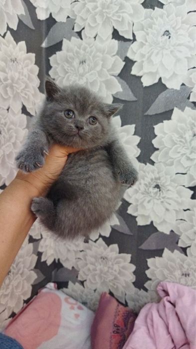 Девочка британка Скотиш страйт