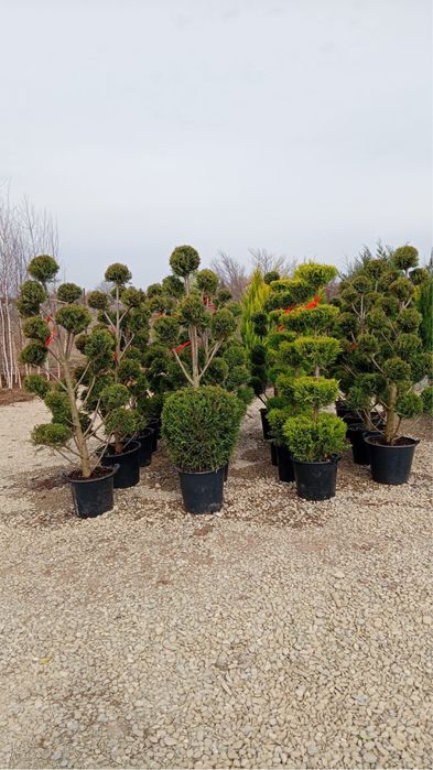 Plante ornamentale aclimatizate