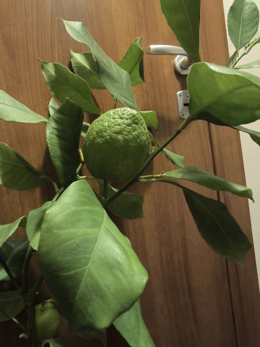 Лимон и грепфрут, мандарина лимонови дървета студоустойчиви даващи пло