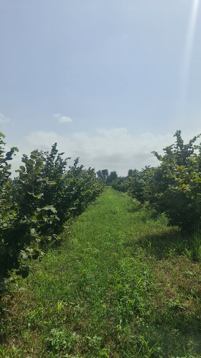 Vând alune de pădure de anul acesta