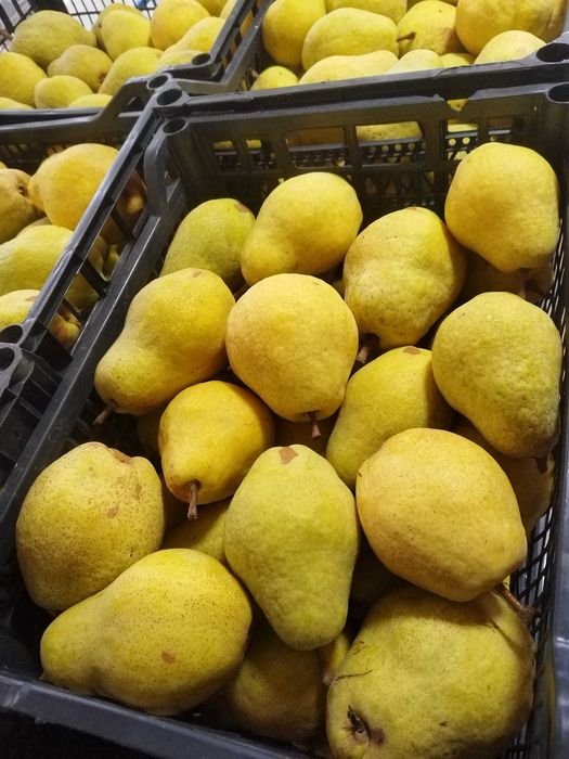 pere gutui calitatea 1