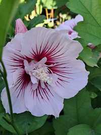 Hibiscus altoit 50 70 cm