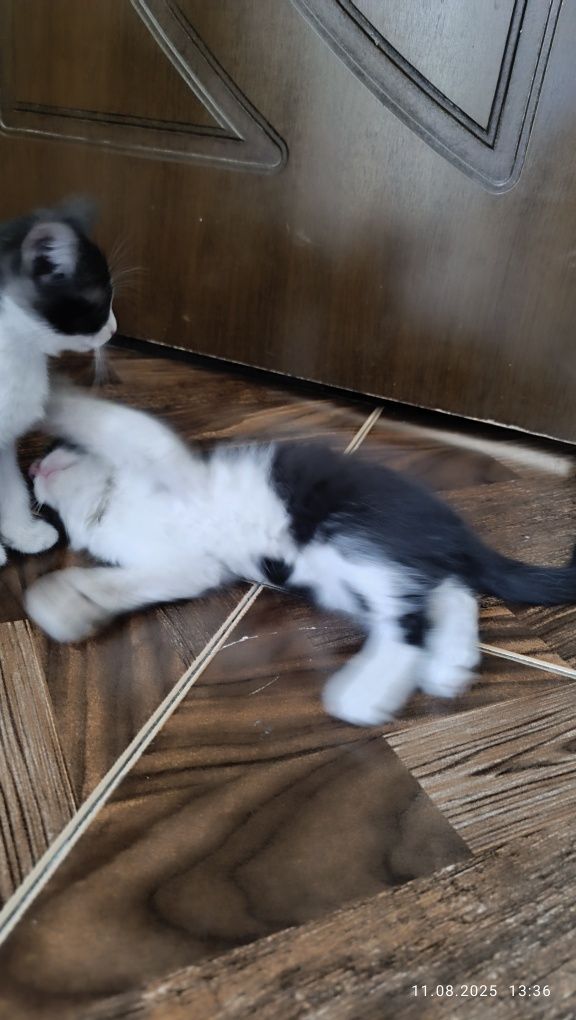 Котят в хорошие рук