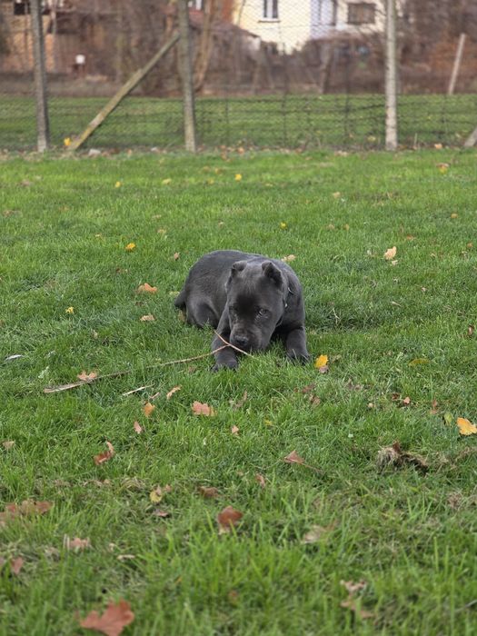 Кане корсо сиво мъжко