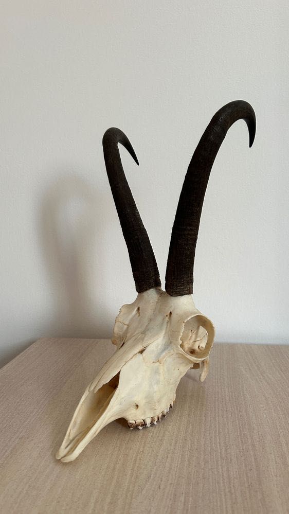 Vând trofeu capră neagră