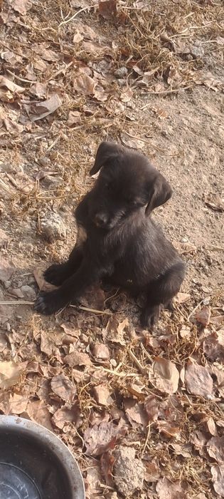 Лабродор смешаный