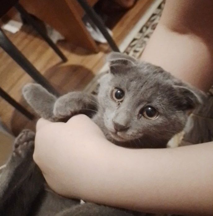 Котята даром, бесплатные котята.  Веслаухая