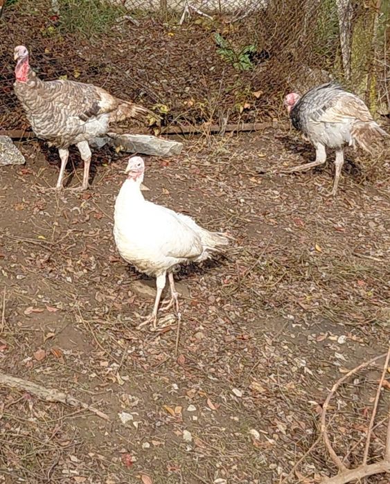 !!!Последни бройки!!! Пуйки Петли Гъски и Патици Само сега