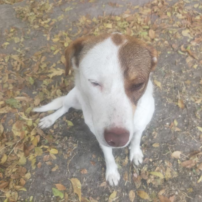 Продам благороднейшего Бима.