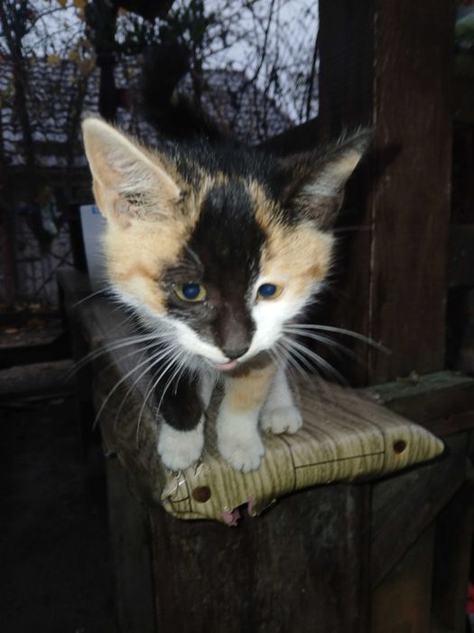 Donez pisici mici si dragute.