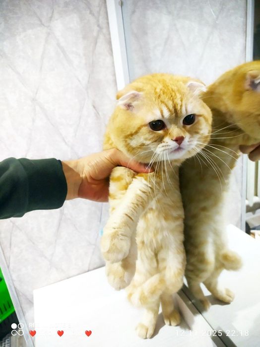 Скотш фолд золотая шиншилла чистый крови мальчик оригиналная 100%