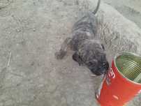 Vand femela presa canario