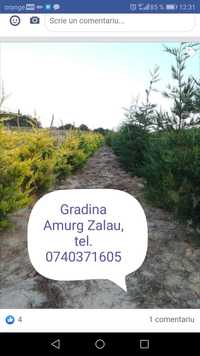 Gard viu vesnic verde, cestere rapida, producator