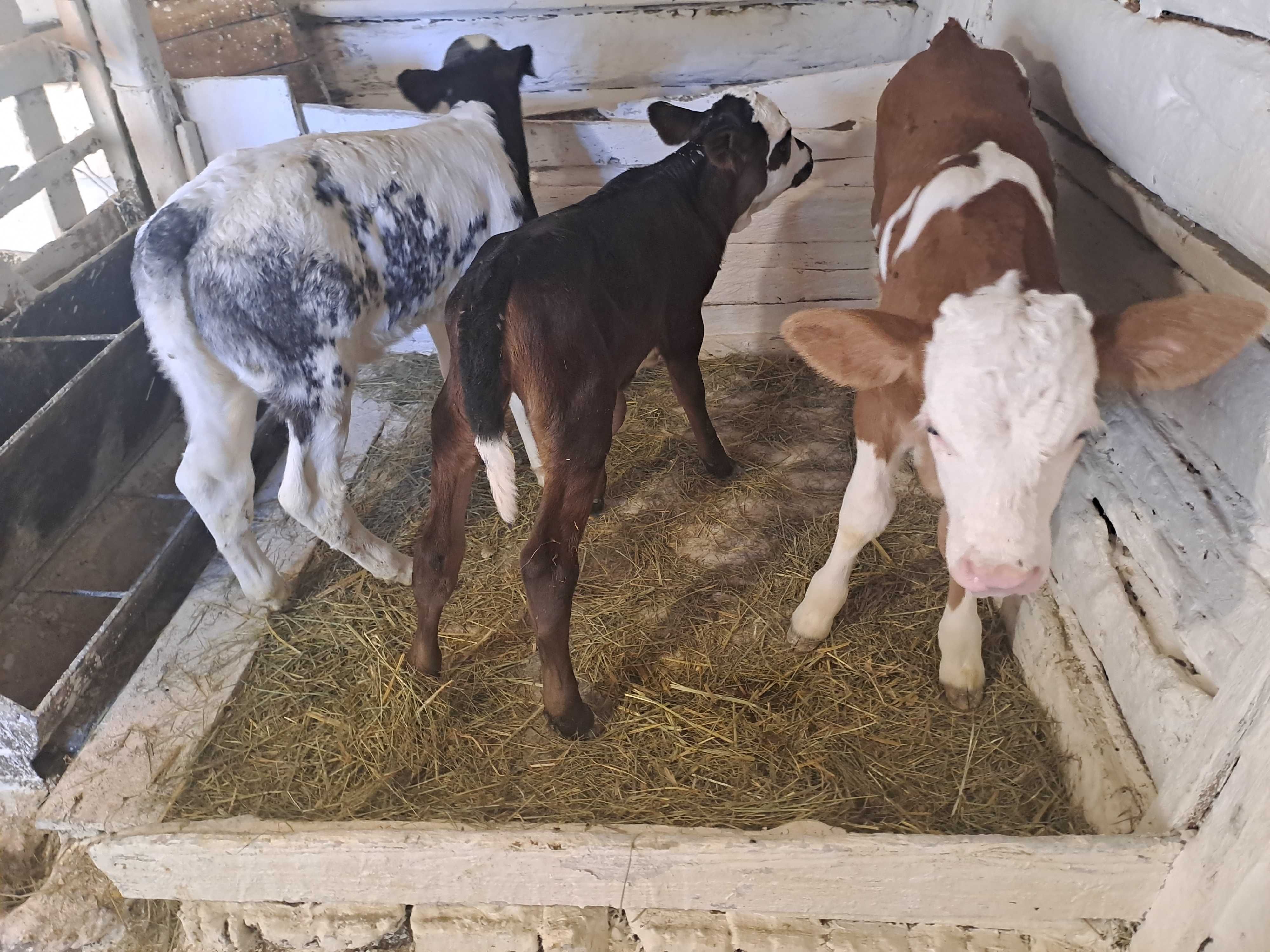 Vând trei viței sugari