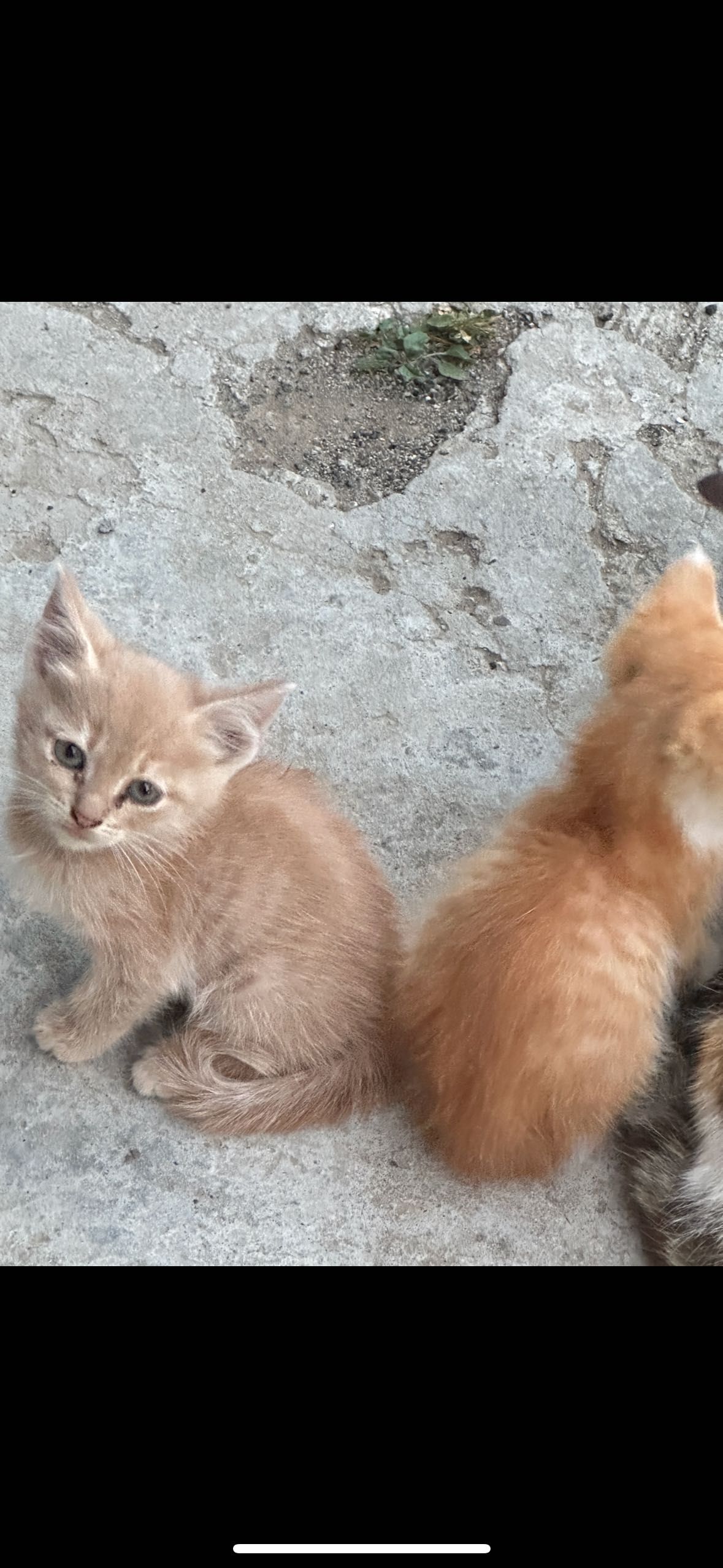 Подарявам котенца