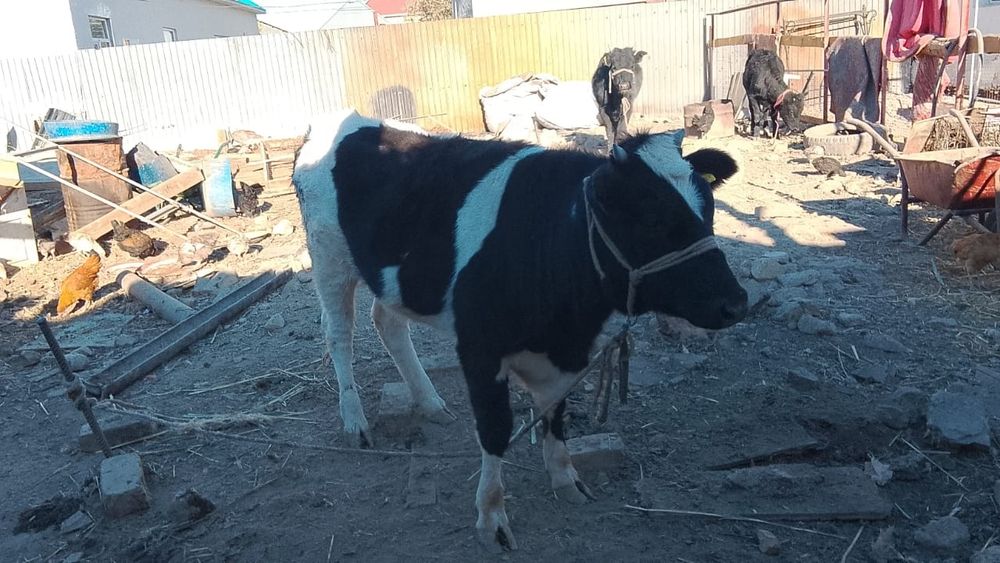 Мал Сиыр Корова сатылады