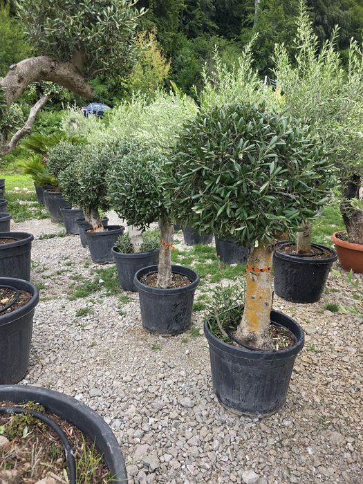 Maslin olea secural