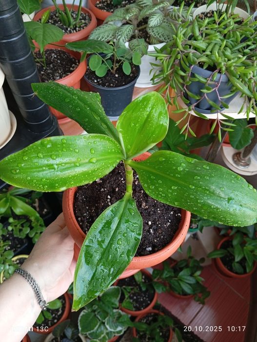 Цветы комнатные растения