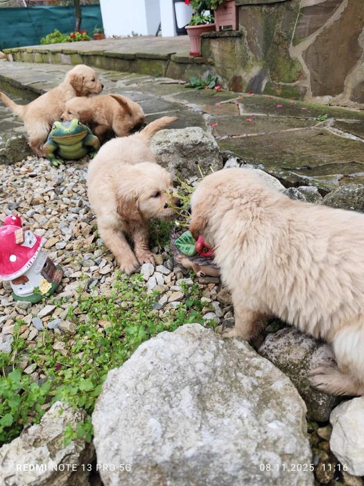 Голдън Ретривър..