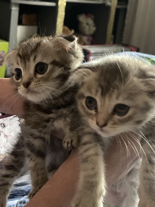 Продам вислаухих котят срочно