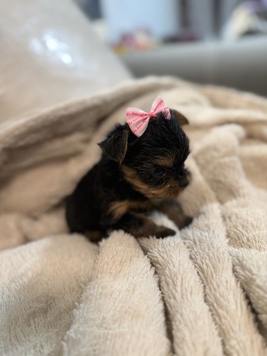 Йорки/Йоркширски териер