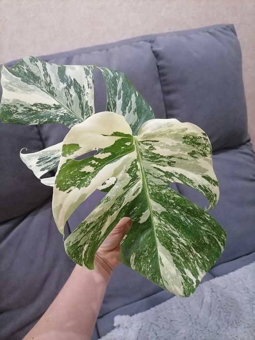 Монстера альба черенки и макушка