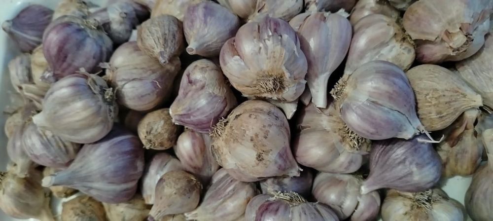 Чеснок домашний Алтай