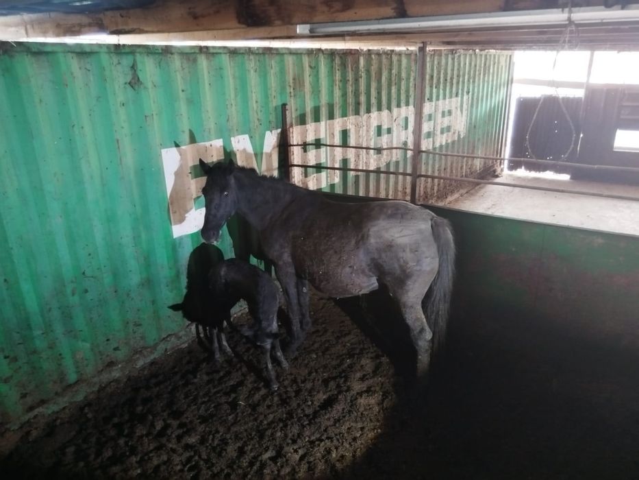 Продам кобылу .Родила сегодня.