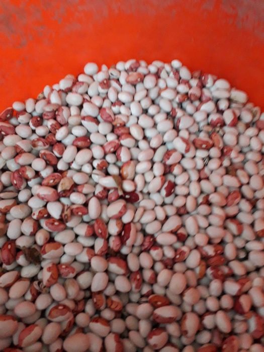 Продам фасоль с собственного огорода