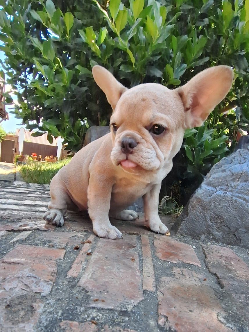 Bulldog francez fetita