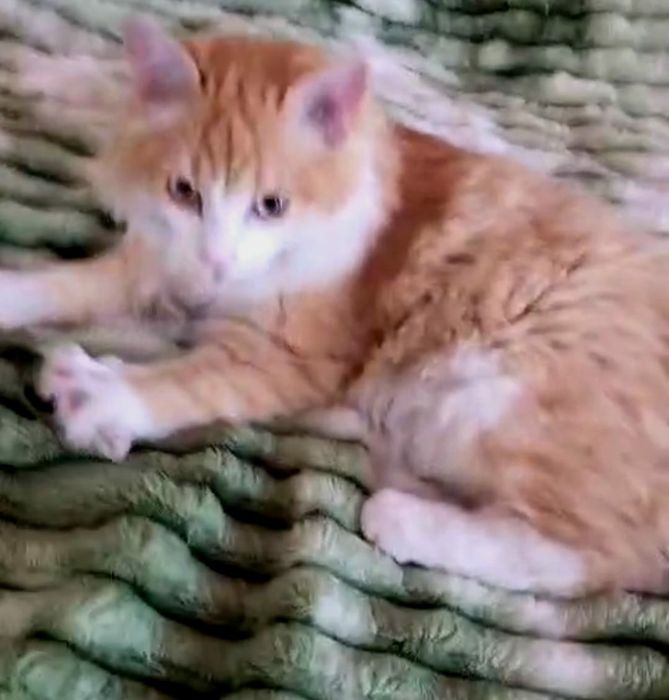 Котенок 6 мес. Котик