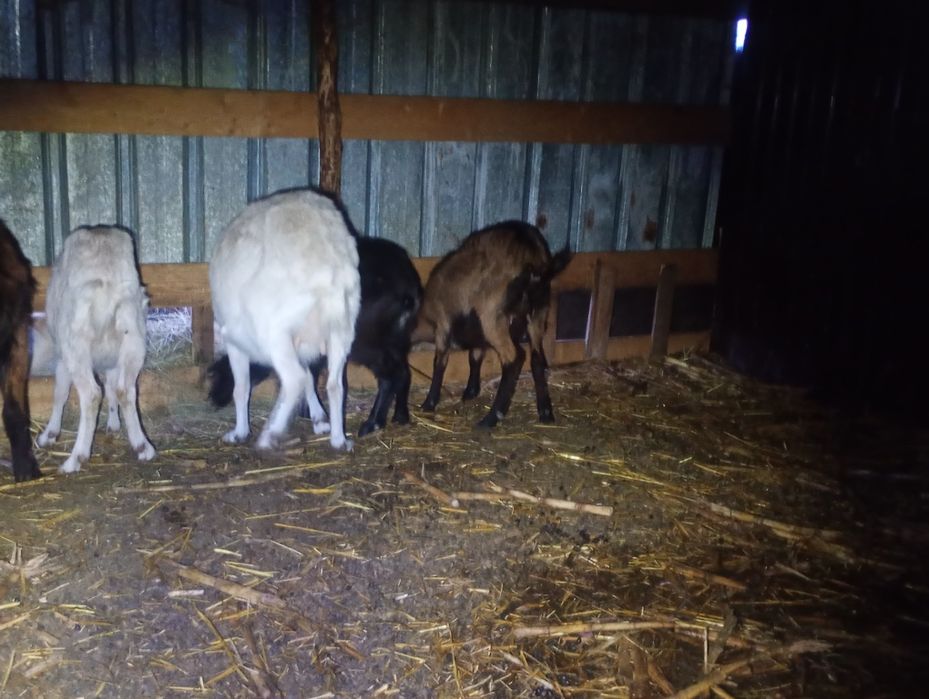 Vând 5 capre gestante