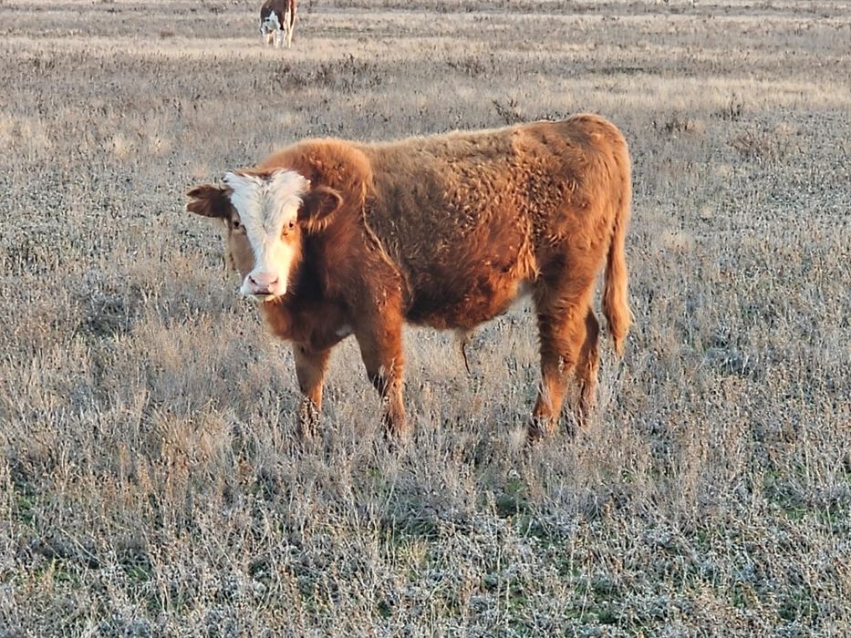 Продам подсосных бычков количестве 10 голов