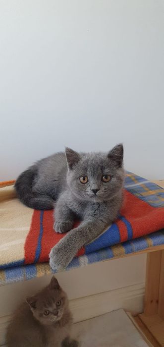 British shorthair blu,asigur transport!