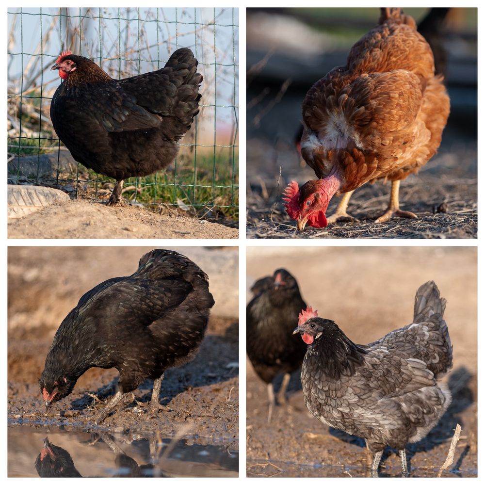 Oua incubat - araucana ameraucana oliver bresse marans orloff leghorn