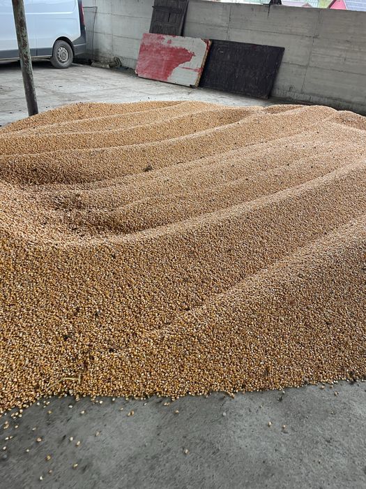 Porumb 2025 pioneer syngenta