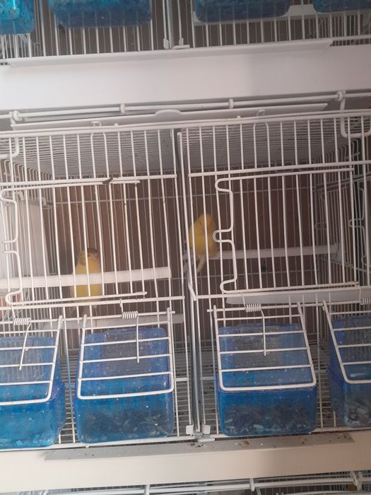 Vinzare canari de cintec