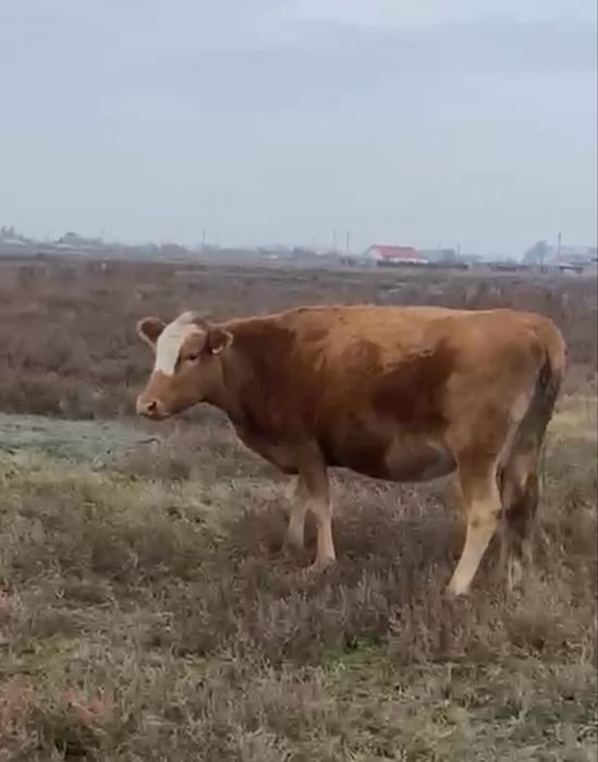 Продам дойная корову