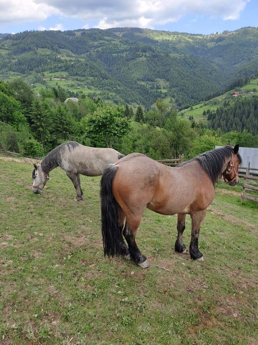 Ofer cai spre vanzare
