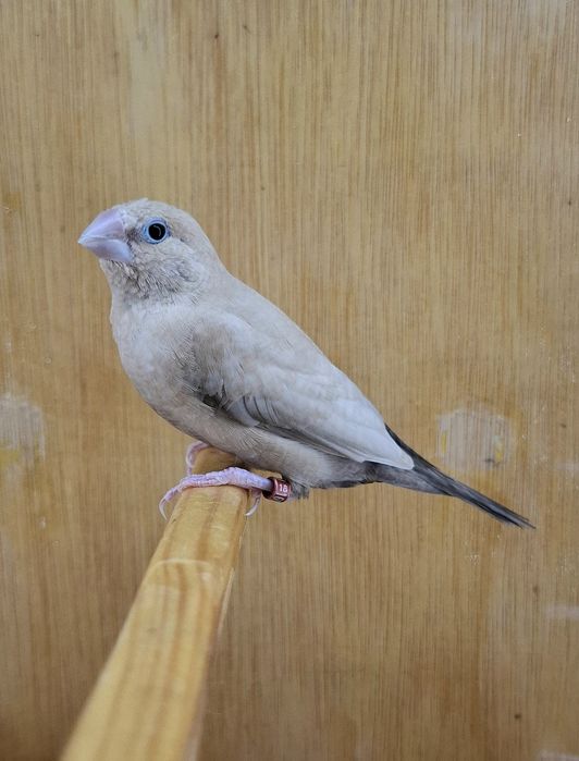 Canari razza plus zebre bonus