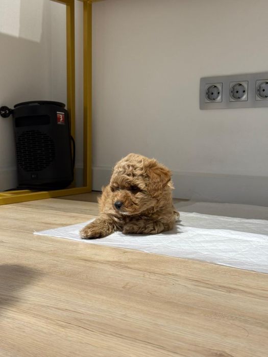 Мальтипу ф1 девочка