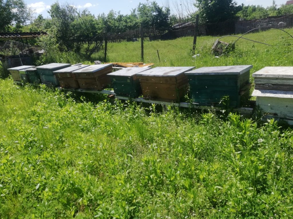 Vand 8 familii de albine cu tot cu stupi