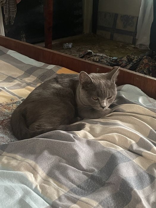 Scottish Straight urg’ochi mushuk sotiladi