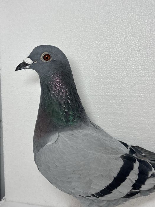 Femela maraton extrem