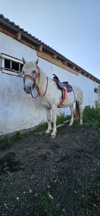 Продам жеребца, коня, лошадь, ат