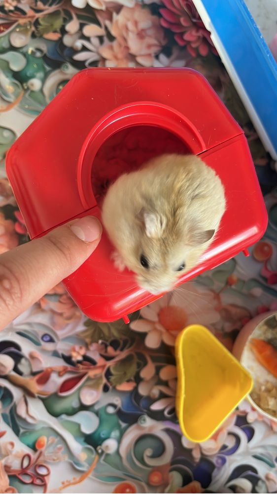 Vand pui de hamsteri
